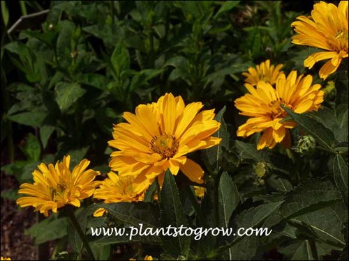Some semi-double flowers